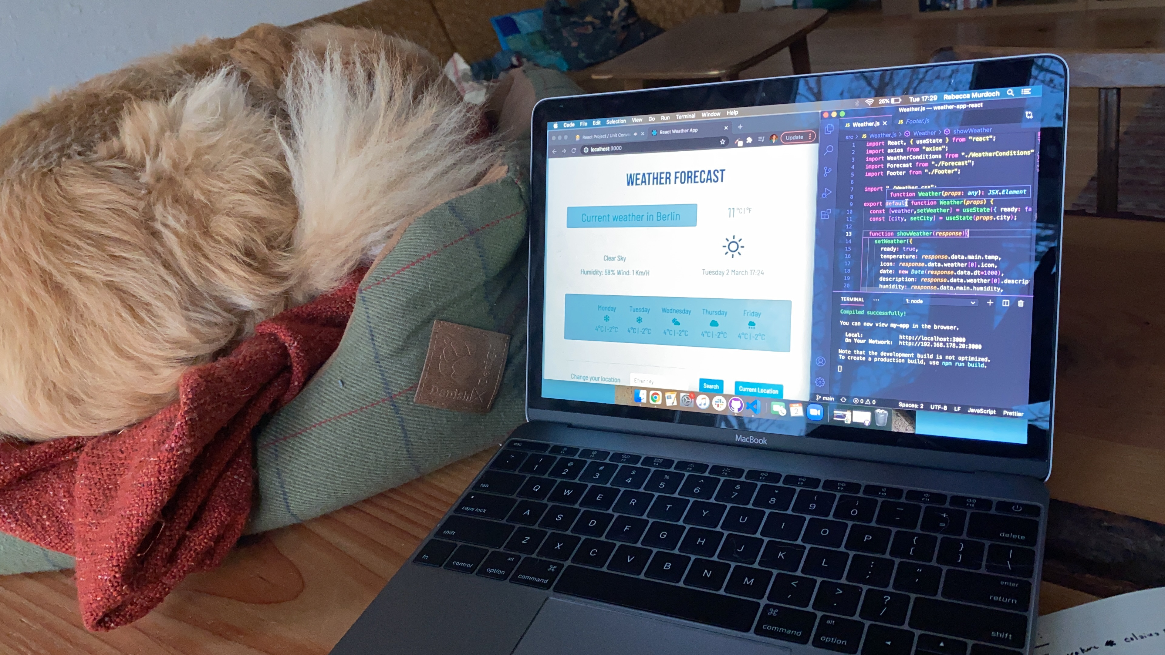 dog and laptop
